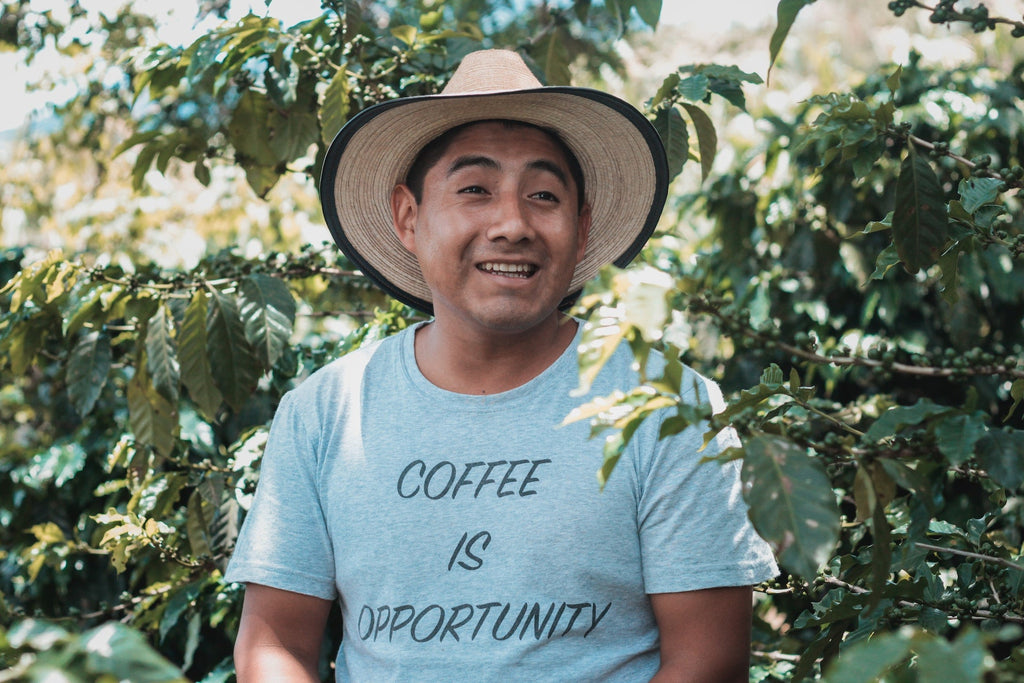 From Crop to Café: The Story of Your Morning Brew - KOTA Coffee