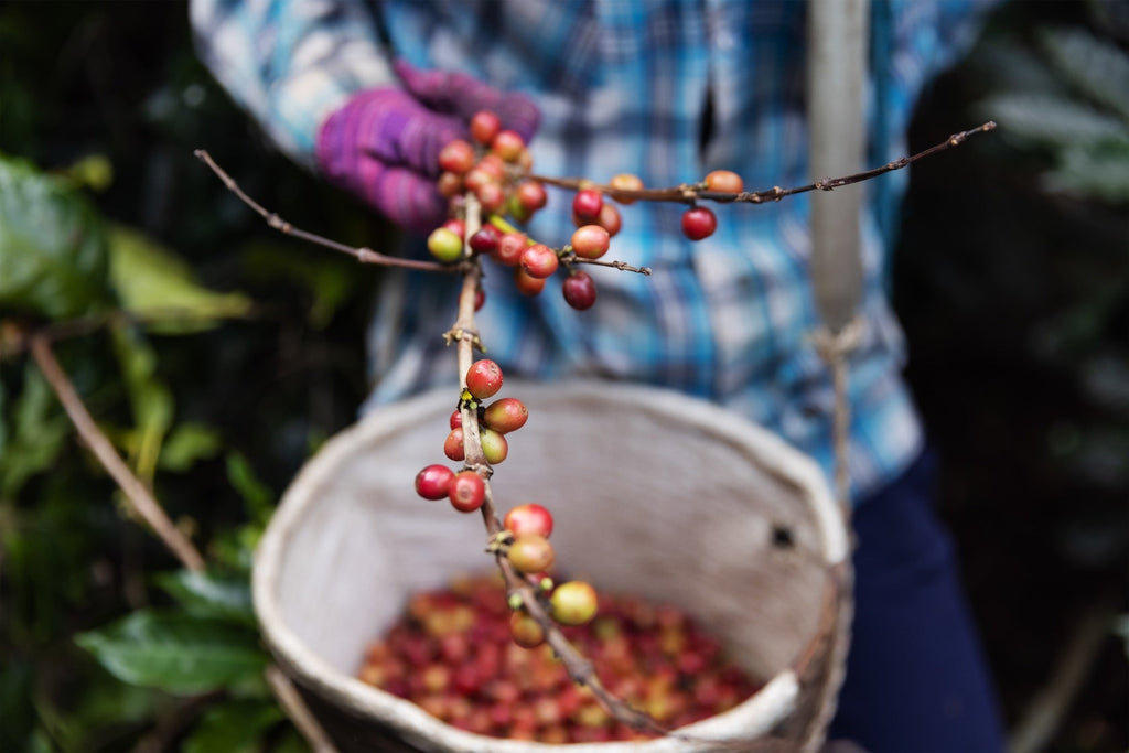 The Journey from Bean to Brew: Coffee Processing Methods Demystified - KOTA Coffee