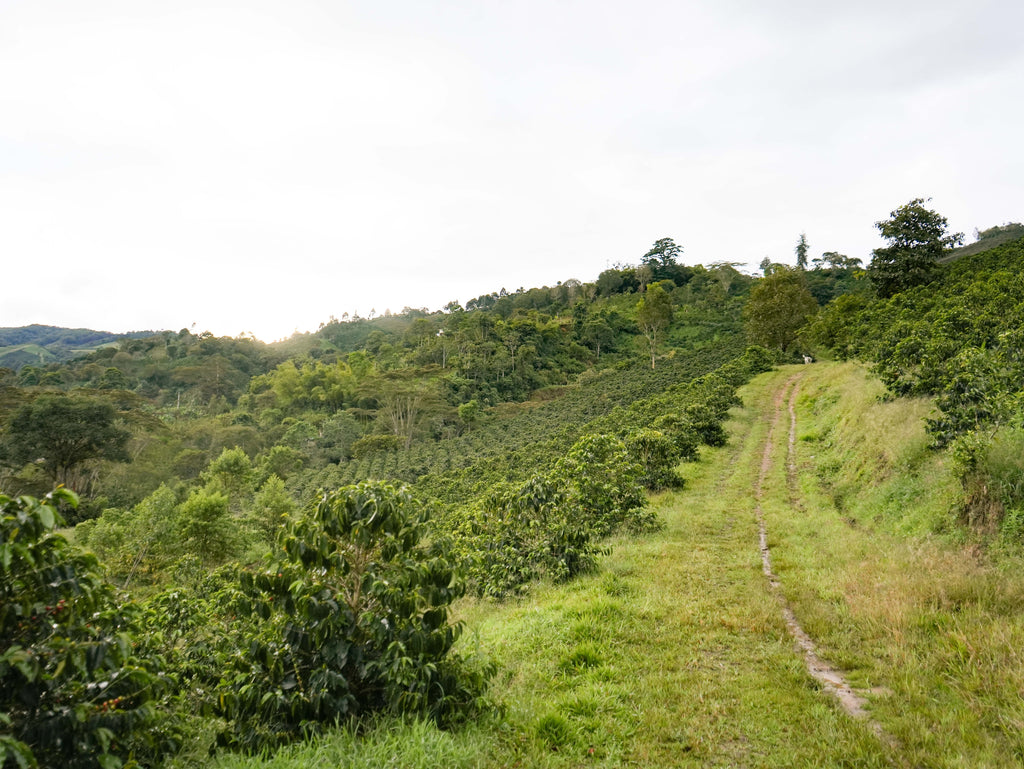 A Coffee farm in Huila Colombia