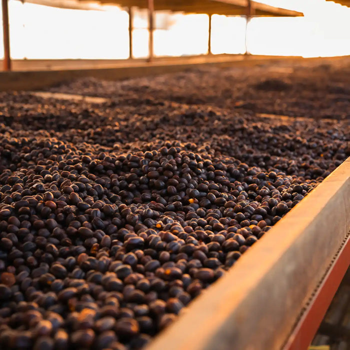 Drying coffee cherries