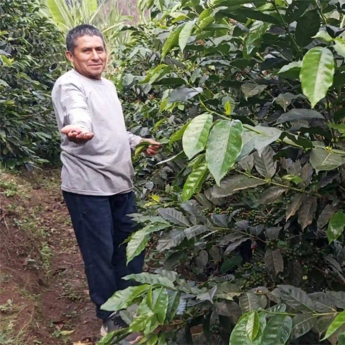 Man standing among coffee trees with green leaves and coffee cherries.