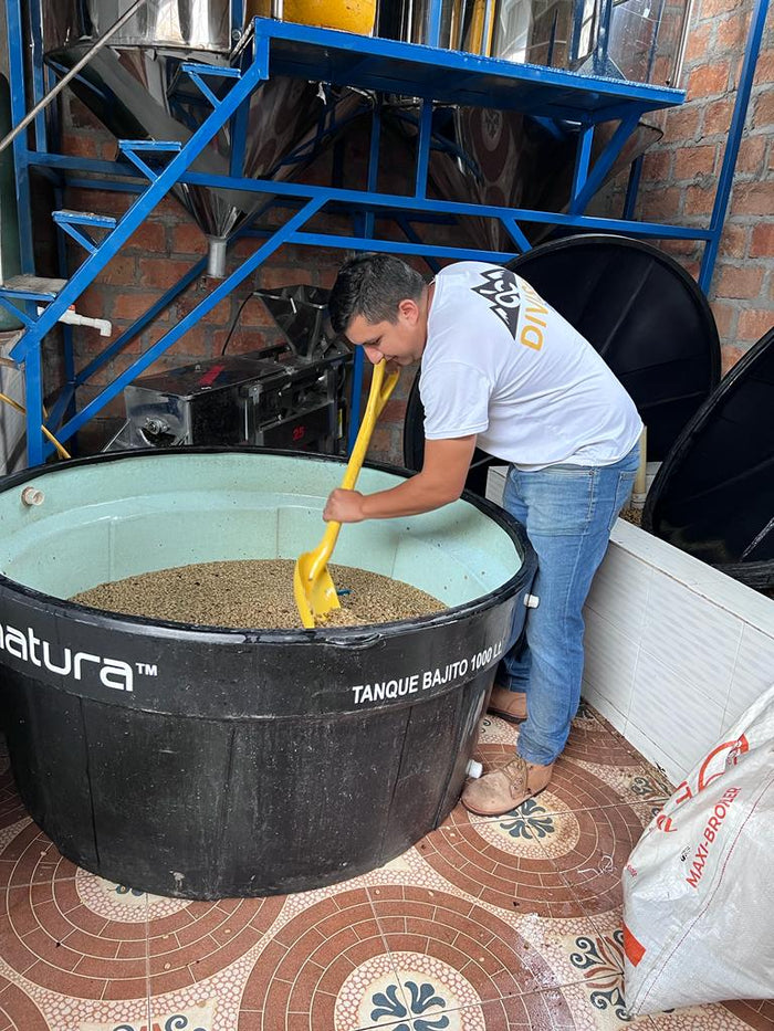 Nestor Lasso of Finca El Diviso in Huila Colombia - 3