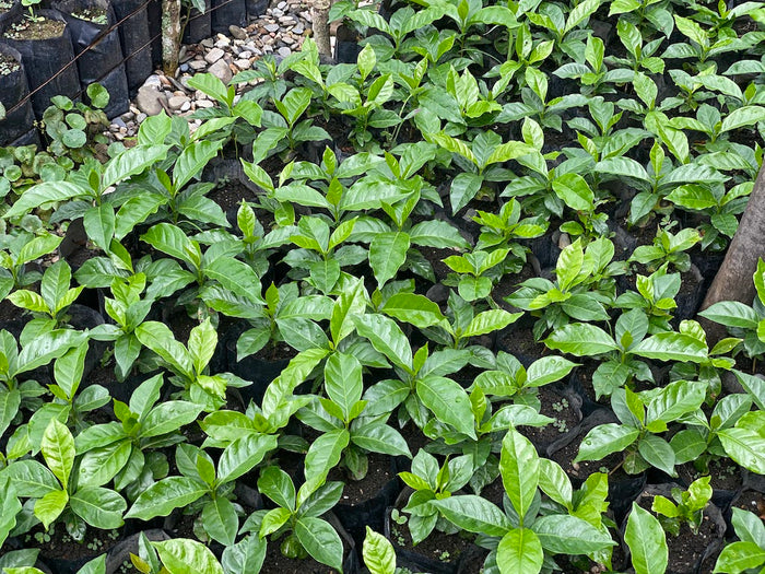 Coffee seedlings in Sierra Mazateca, Oaxaco Mexico, Raw Material