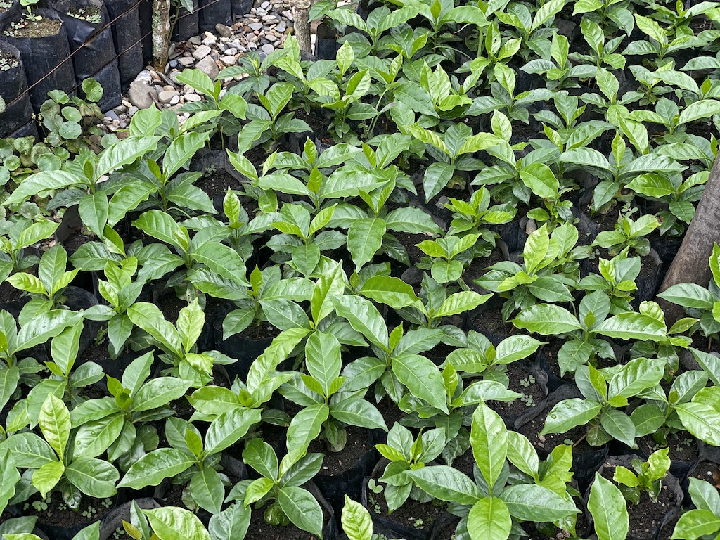 Coffee seedlings in Sierra Mazateca, Oaxaco Mexico, Raw Material