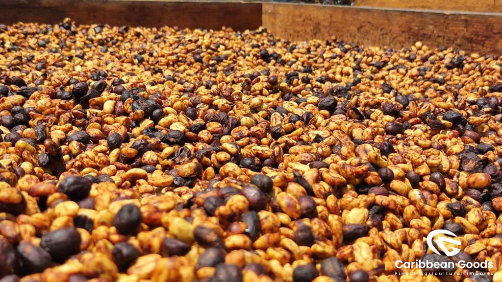 Coffee cherries being processed in Finca Medina, Antigua Guatemala