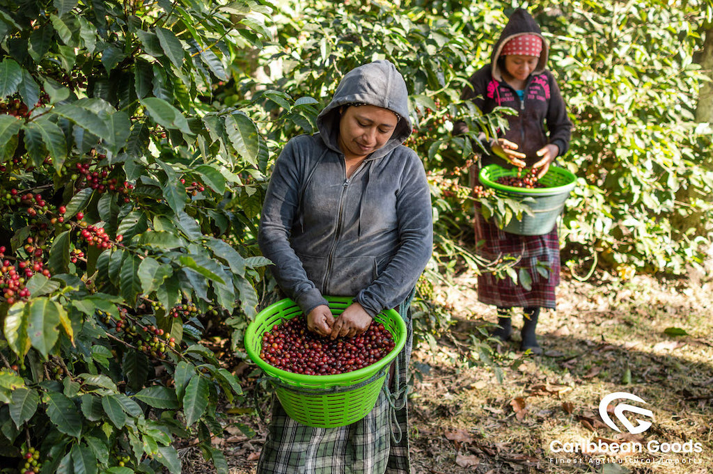 Women picking coffee cherries in Finca Medina, Antigua Guatemala